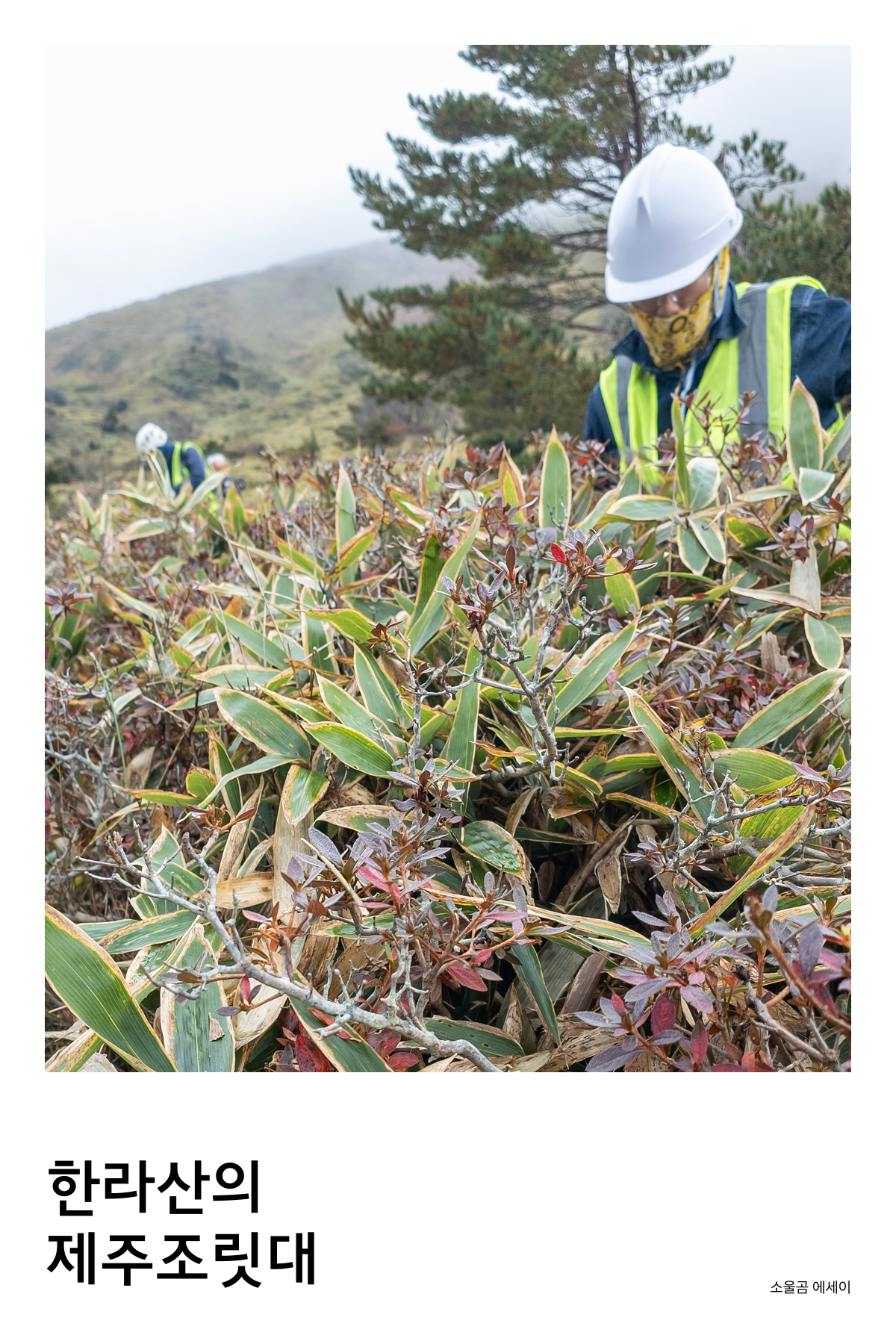 한라산의 제주조릿대