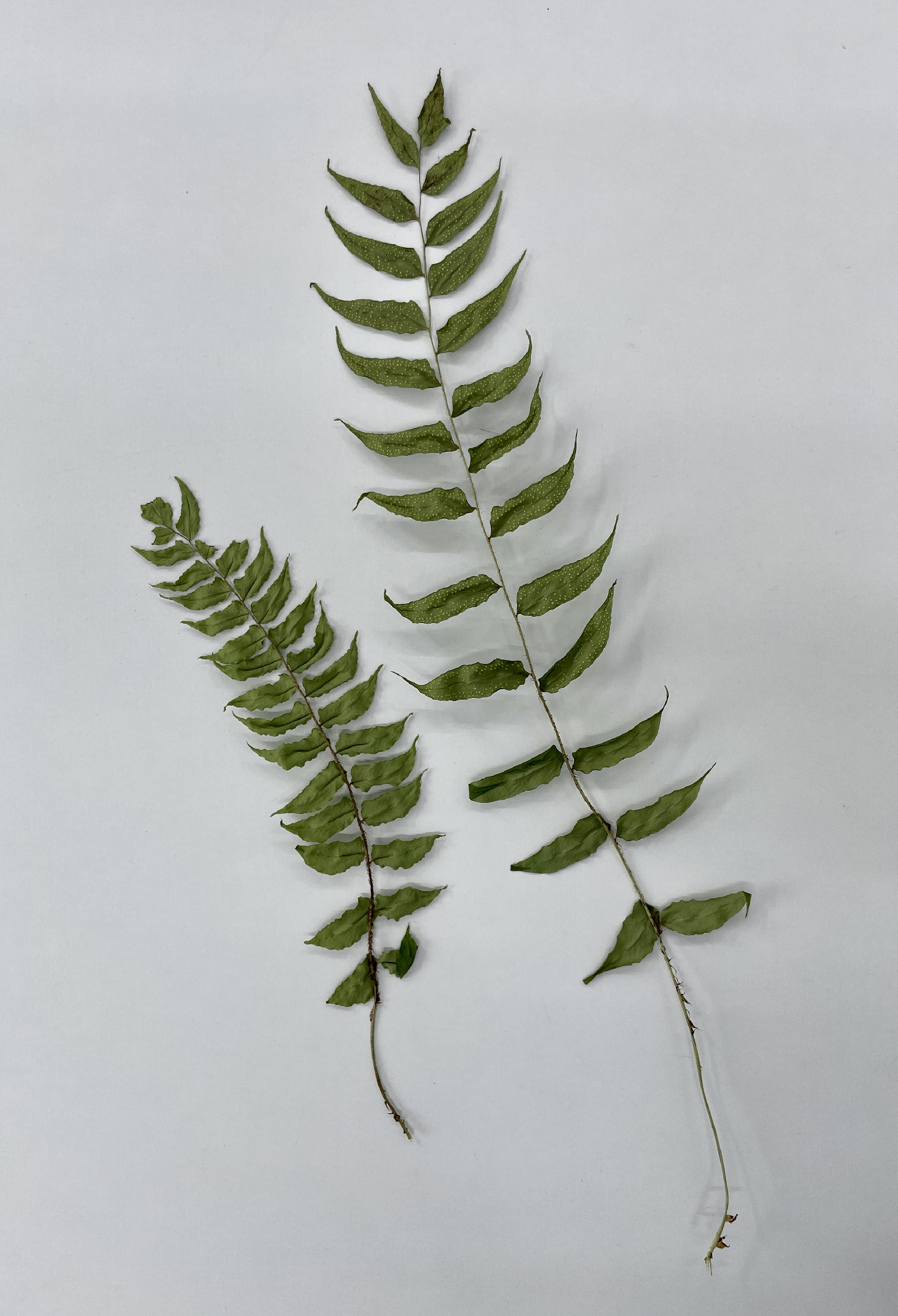 고사리 산책_본문_02