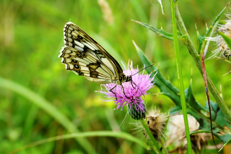 batch_흰뱀눈나비
