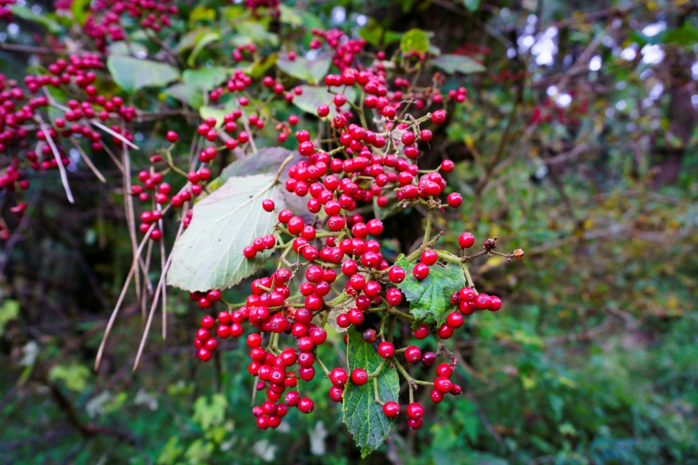 batch_가막살나무 열매