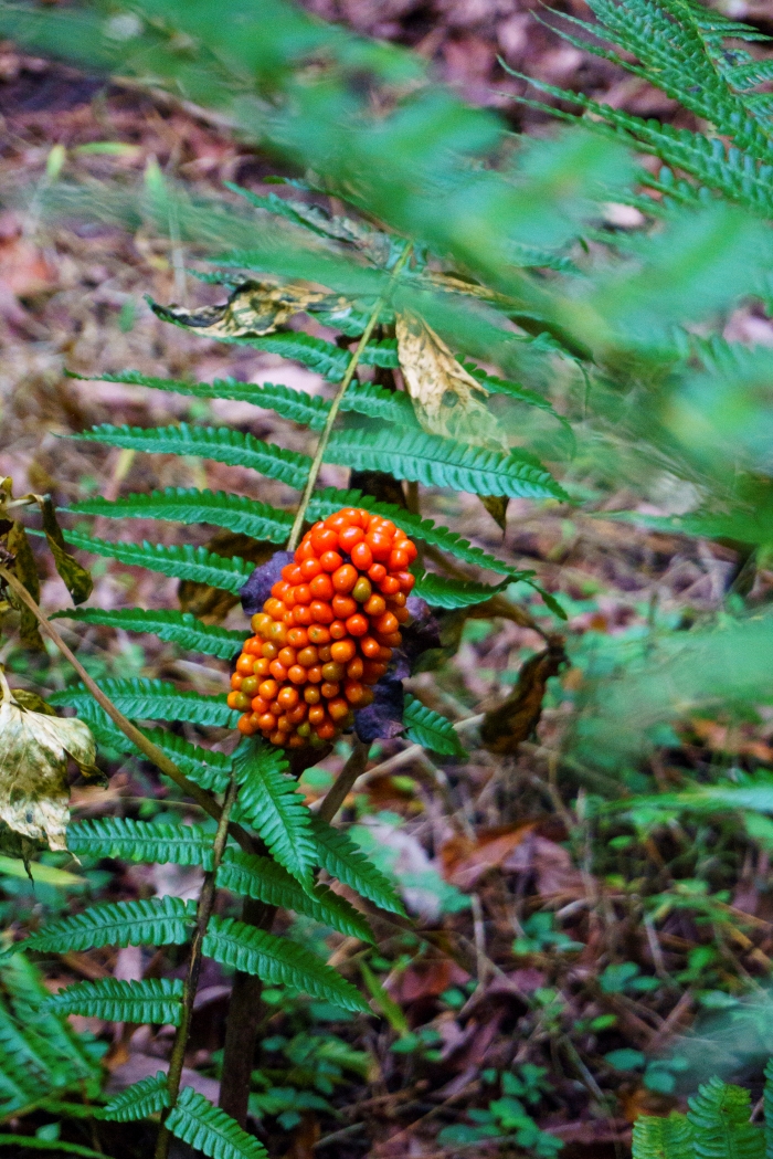 batch_천남성 열매