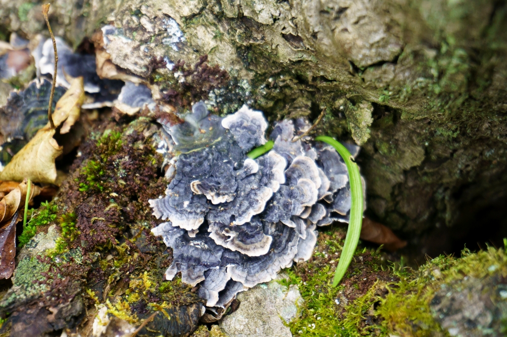 batch_구름버섯(운지버섯)