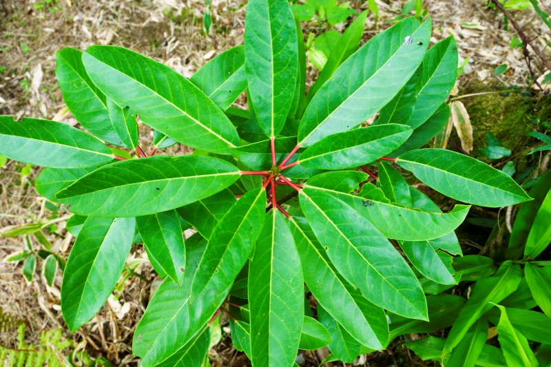 batch_굴거리나무 (1)