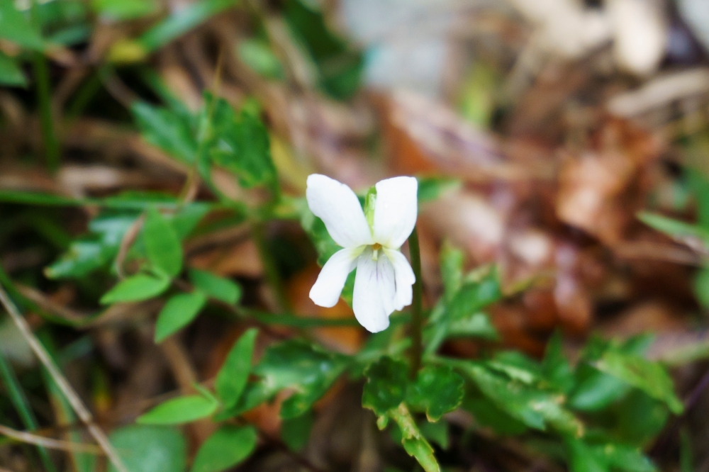 batch_남산제비꽃