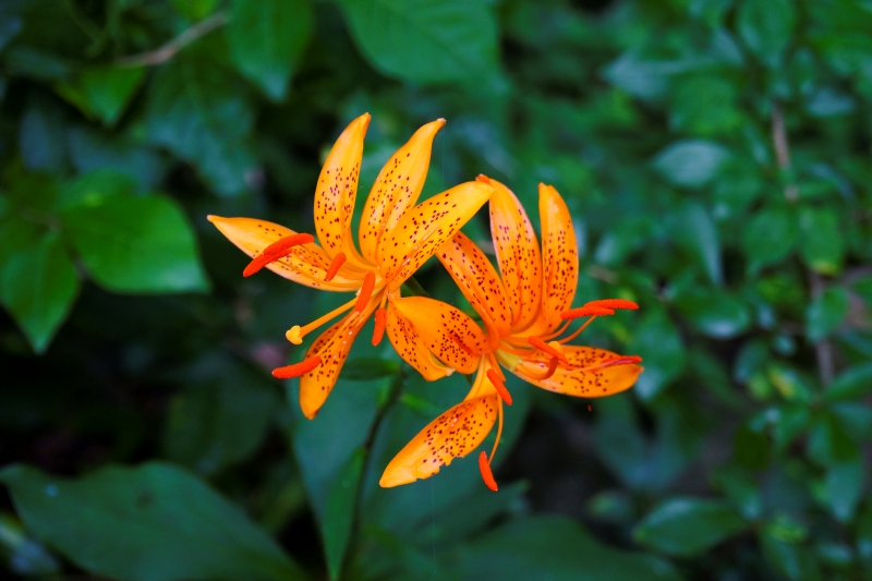 batch_하늘말나리