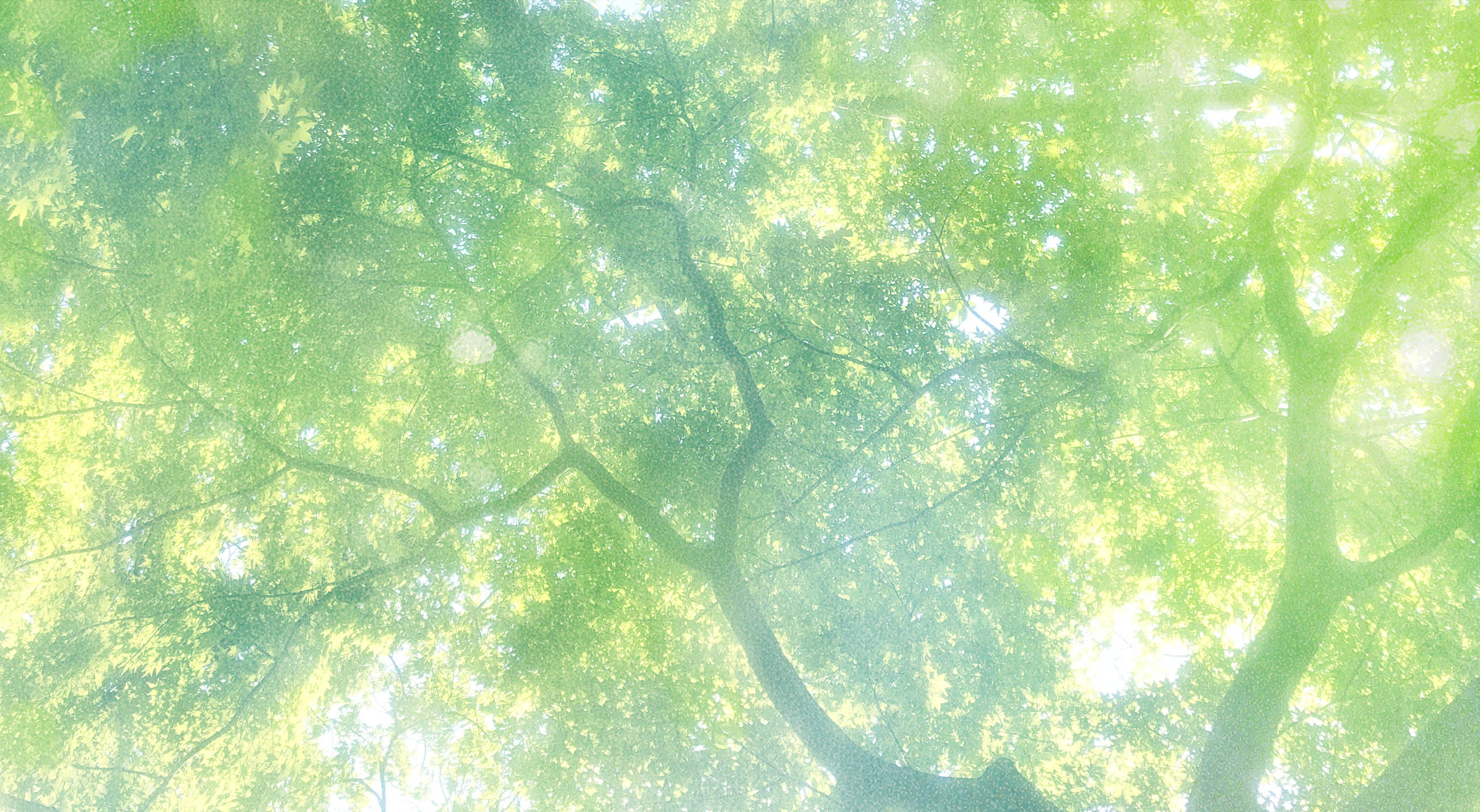 비자림01