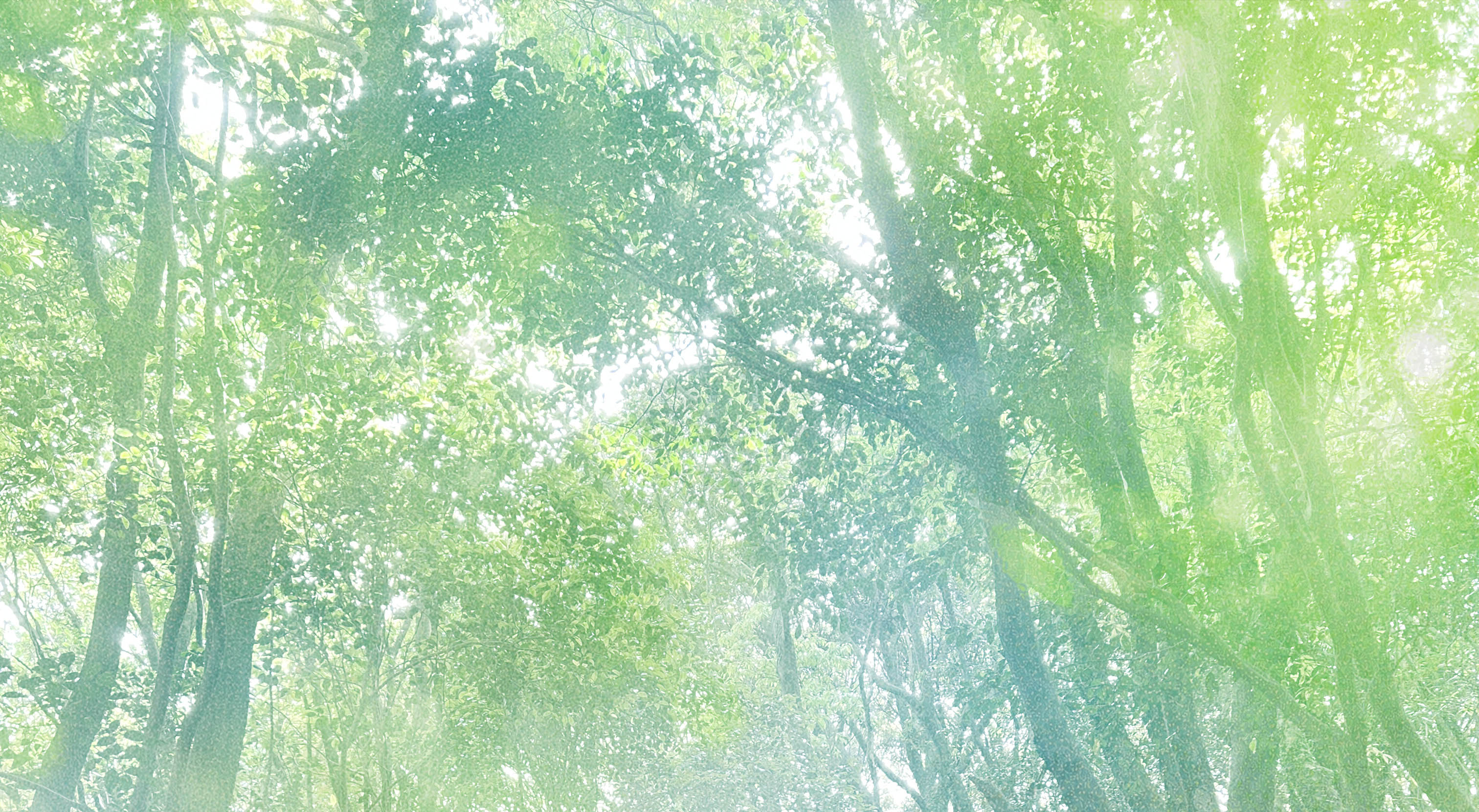 동백동산01