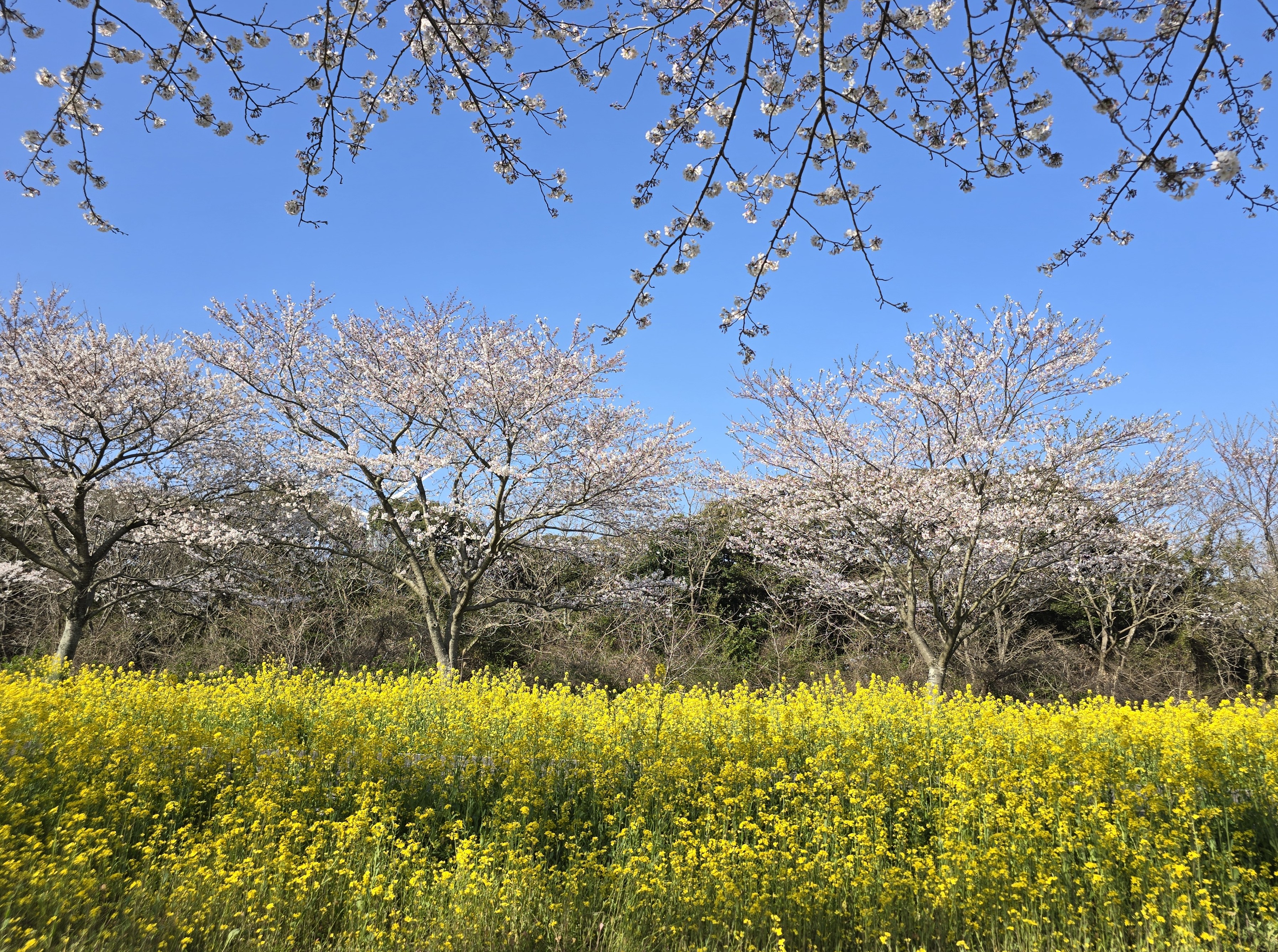 20240401_160242 녹산로(1)