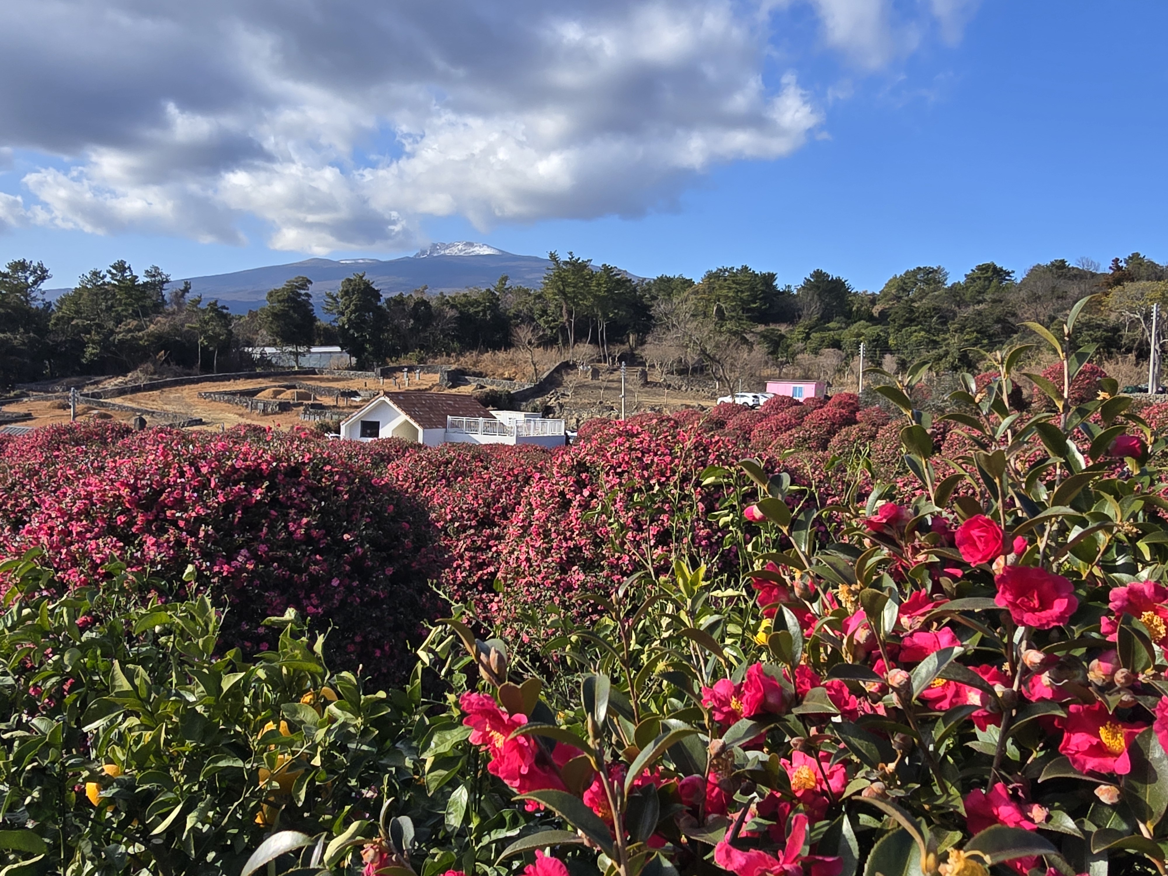 20260128_152211 동백꽃_바람