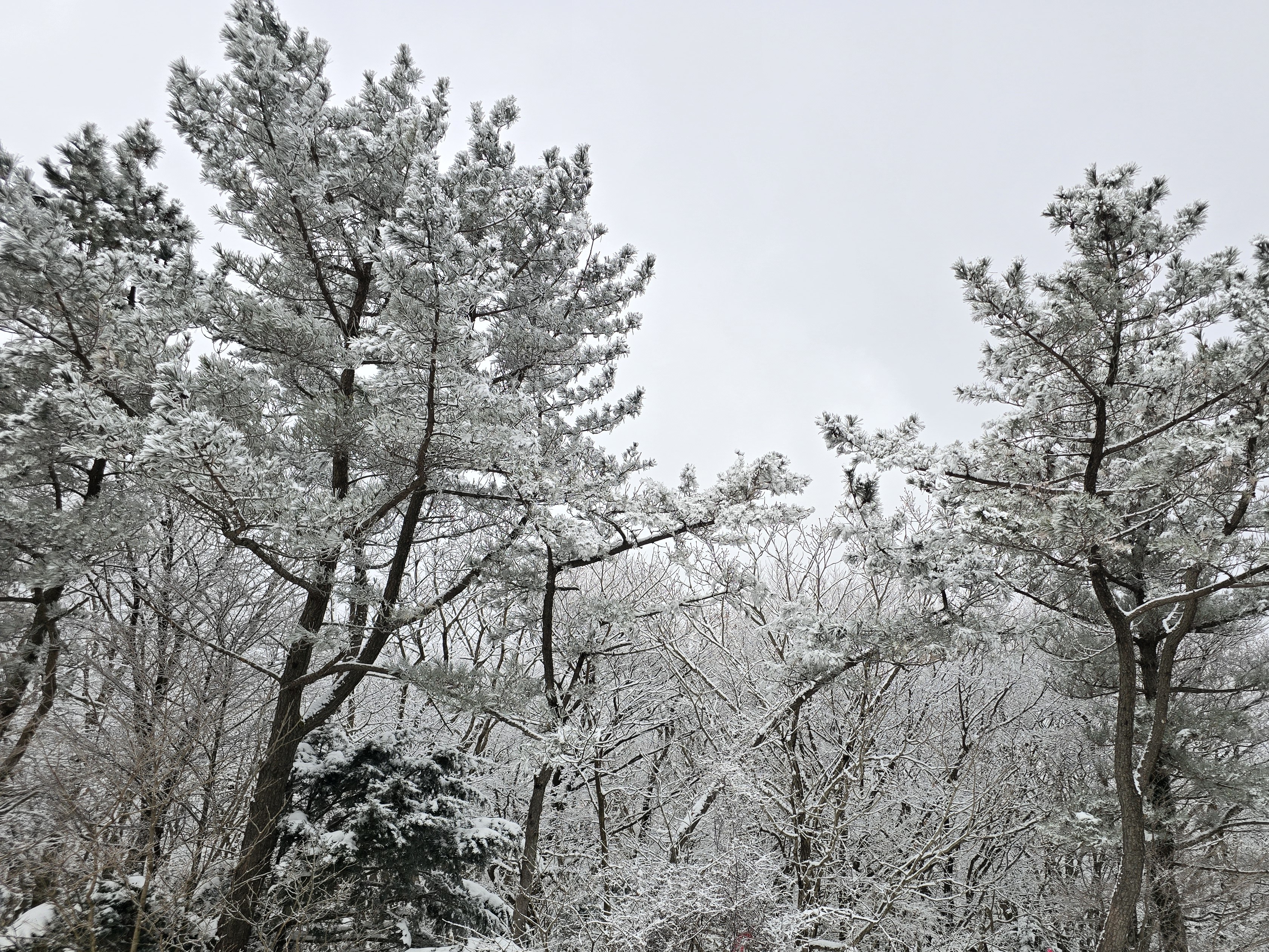 20260127_123448눈덮힌 나무_1100도로_바람(1)